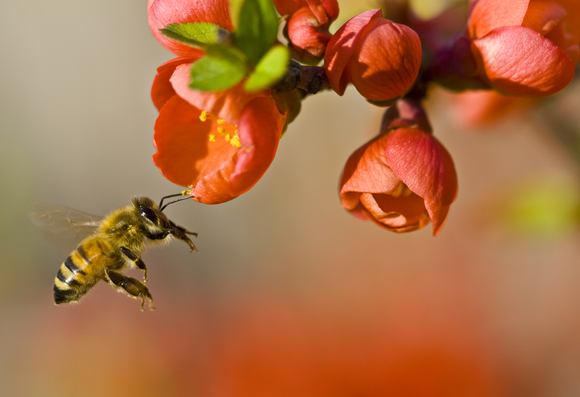 the-day-of-the-honey-bee-wilderness-committee